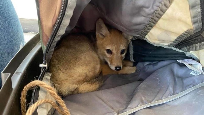 Penyelamatan anak anjing hutan Penyelamatan anak anjing hutan