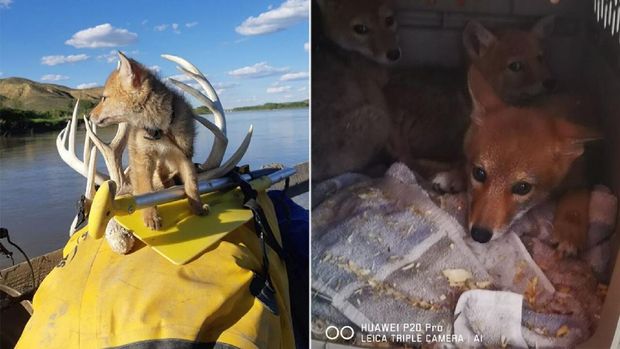 Penyelamatan anak anjing hutan