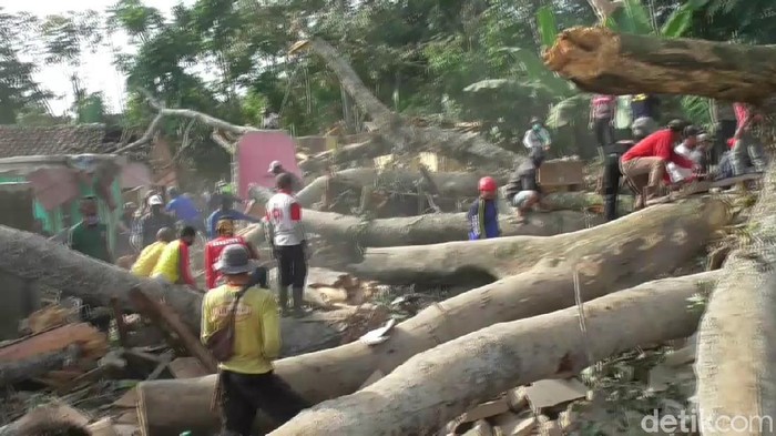 Pohon Tumbang di Subang