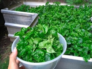 Ruang Terbuka Publik, Kebun Rumah, dan Mitigasi Dampak Corona