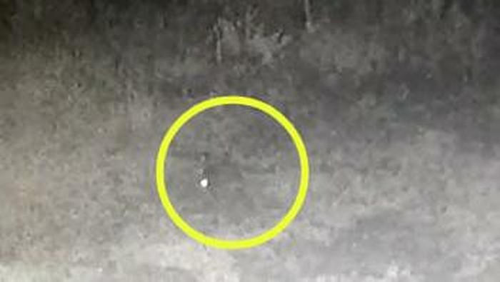 Screenshot CCTV diduga hewan penyerang ternak di Taput (dok. Istimewa)