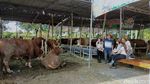 Adem... Cowgirl di Surabaya Manis-manis Banget Gaes