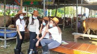 Sementara itu, Rara (27) salah satu SPG di tempat penjualan sapi mengaku tidak mudah untuk memasarkan hewan kurban. Sebab biasanya ia memasarkan produk kini berubah menawarkan hewan. 