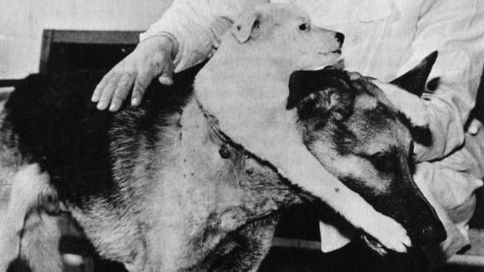Anjing berkepala dua.