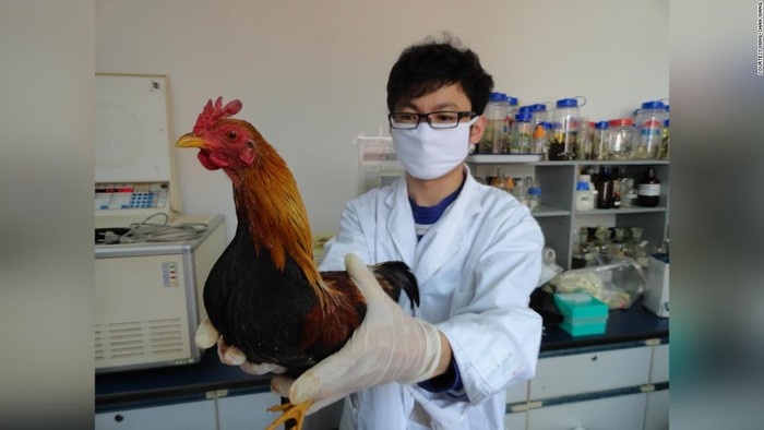 Ayam bersama peneliti Ming-Shan Wang