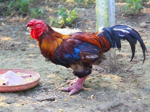 Bukan Ayam Biasa, 5 Ayam Ini Harganya Capai Puluhan Juta
