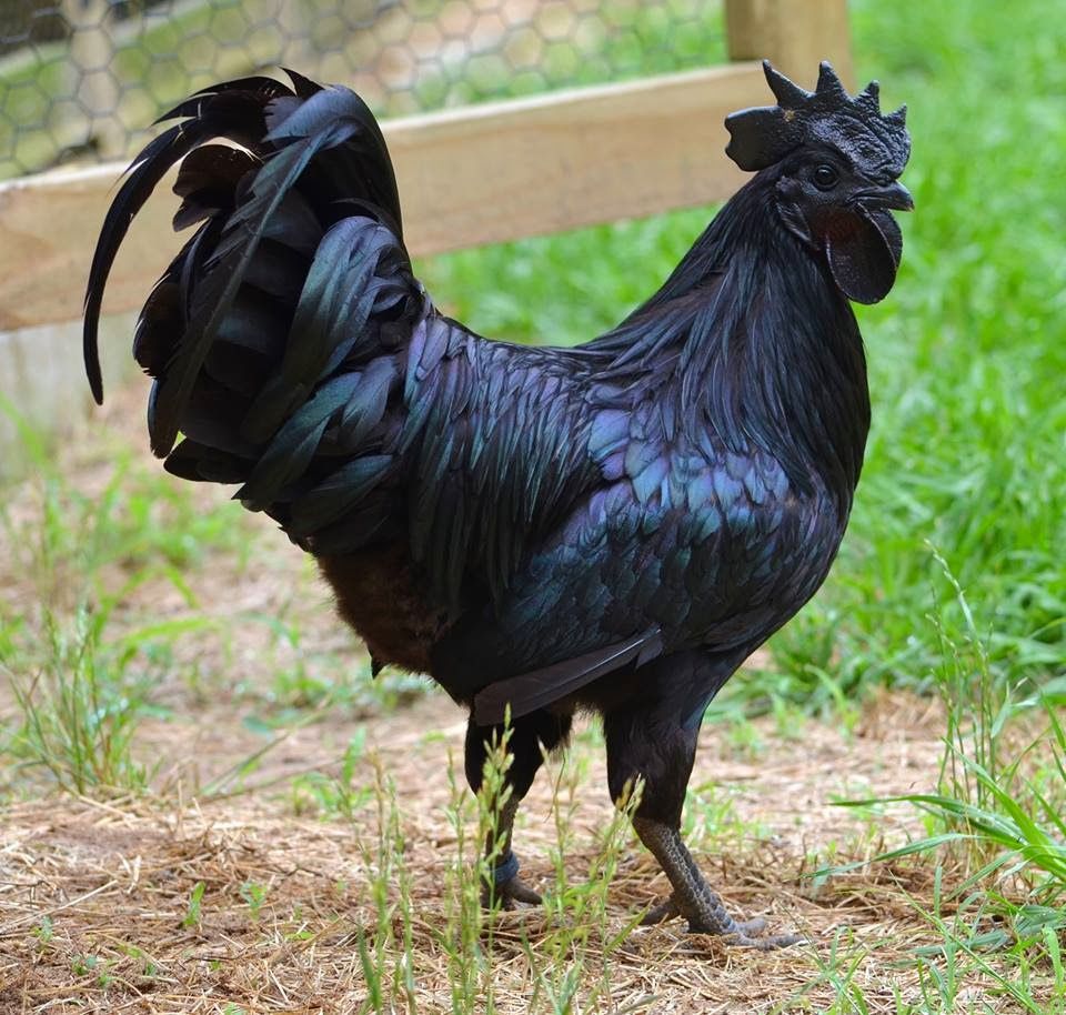Ayam Termahal di Dunia