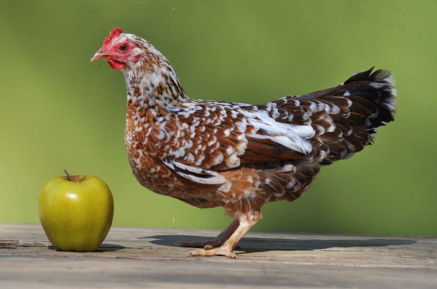 Bukan Ayam Biasa, 5 Ayam Ini Harganya Capai Puluhan Juta