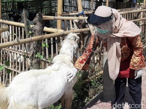 Banyuwangi Keluarkan Panduan Transaksi Hewan Kurban