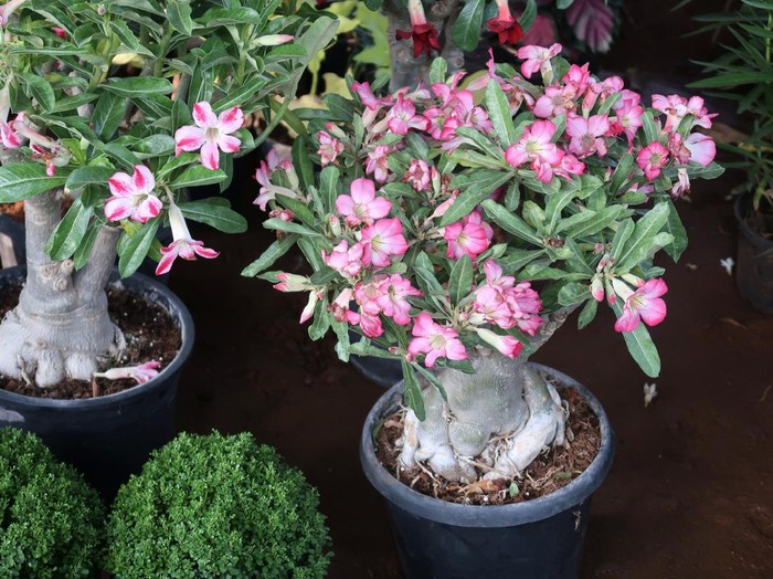 Ilustrasi tanaman adenium Photo showing a Desert Rose (Adenium obesum) plant that has been made over as a bonsai tree. This species is also known under the common names of Sabi star, kudu, mock azalea and impala lily.