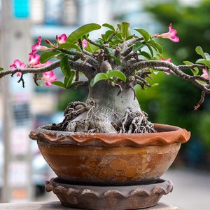 Cara Merawat Tanaman Hias Adenium, Jangan Lakukan 5 Kesalahan Ini Cara Merawat Tanaman Hias Adenium, Jangan Lakukan 5 Kesalahan Ini