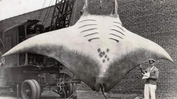 Foto ini menimbulkan pro kontra memperdebatkan apakah pari raksasa ini sungguhan atau tidak. Namun sumber foto menyebutkan, foto ini merupakan jepretan A.L. Khan pada tahun 1935. Saat ditemukan, pari seberat 2.267 kg ini cukup membuat takut warga sekitar berenang lagi. Foto: via Daily Forest