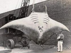 Foto-foto Langka dari Masa Silam untuk Menambah Pengetahuan