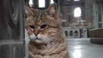 Potret Gli, Kucing yang Tinggal di Hagia Sophia selama 16 Tahun