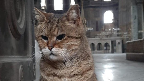 Banyak yang mempertanyakan, bagaimana nasibnya setelah Hagia Sophia berubah fungsi sebagai masjid. (hagiasophiacat/instagram) Banyak yang mempertanyakan, bagaimana nasibnya setelah Hagia Sophia berubah fungsi sebagai masjid. (hagiasophiacat/instagram)