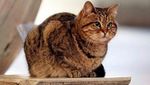 Potret Gli, Kucing yang Tinggal di Hagia Sophia selama 16 Tahun