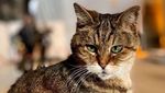 Potret Gli, Kucing yang Tinggal di Hagia Sophia selama 16 Tahun