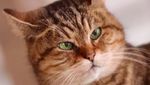 Potret Gli, Kucing yang Tinggal di Hagia Sophia selama 16 Tahun