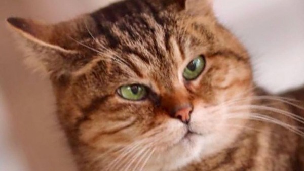 Ini Gli, kucing menggemaskan yang telah tinggal di Hagia Sophia sejak ia lahir. (hagiasophiacat/instagram)