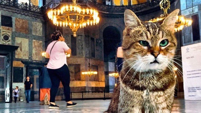 Kucing Hagia Sophia