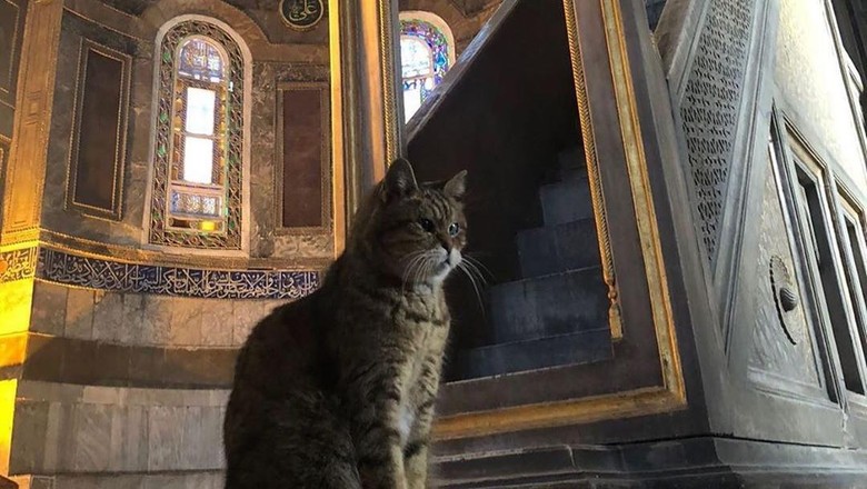Kucing Hagia Sophia