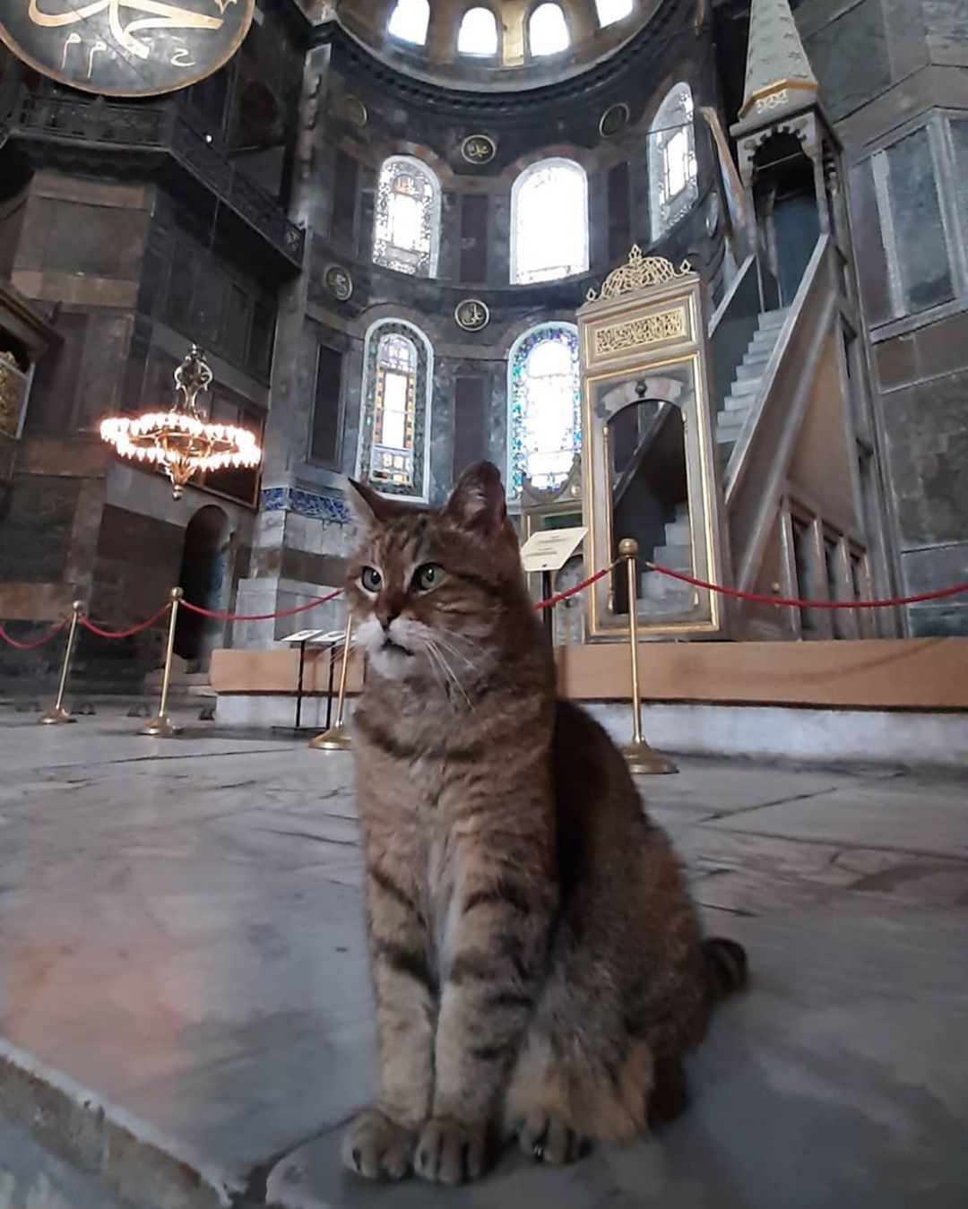 Kucing Hagia Sophia