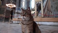 Dia membuat akun instagram yang berisi foto-foto Gli. Pengikutnya sudah mencapai 48 ribu. (hagiasophiacat/instagram)