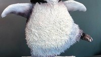Karakter penguin lucu ini juga buatan Tuba Geckil. Siapa sangka kalau isi dari penguin ini adalah kue bolu? Malah terlihat seperti patung ya! Foto: Instagram @redrosecake_tubageckil
