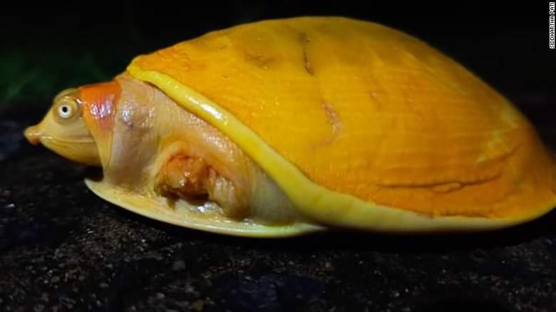 kura-kura kuning