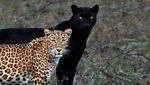 Epiknya Black Panther yang Menjadi Bayang-bayang Macan Tutul