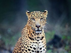 Melihat Dua Macan Tutul Persia Dilepasliarkan di Cagar Alam Rusia
