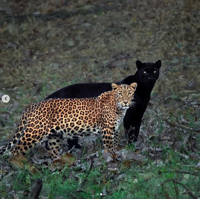 macan tutul dan black panther macan tutul dan black panther