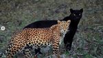 Epiknya Black Panther yang Menjadi Bayang-bayang Macan Tutul