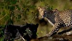 Epiknya Black Panther yang Menjadi Bayang-bayang Macan Tutul