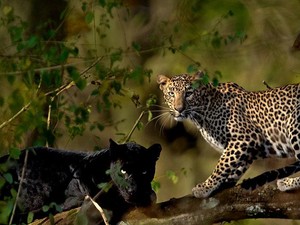 Mengenal Macan Tutul Jawa yang Hampir Punah