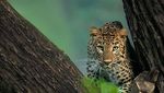 Epiknya Black Panther yang Menjadi Bayang-bayang Macan Tutul