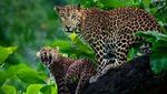 Epiknya Black Panther yang Menjadi Bayang-bayang Macan Tutul