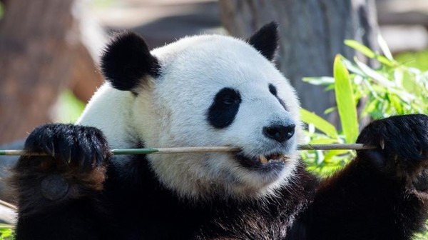 Ibu panda bernama Ai Bao, dia sekarang berusia 7 tahun. Ai Bap mengandung pada bulan Maret dengan panda jantan bernama Le Bao. (Everland)
