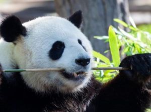 Beratnya Pulangkan Panda ke Negeri Asal