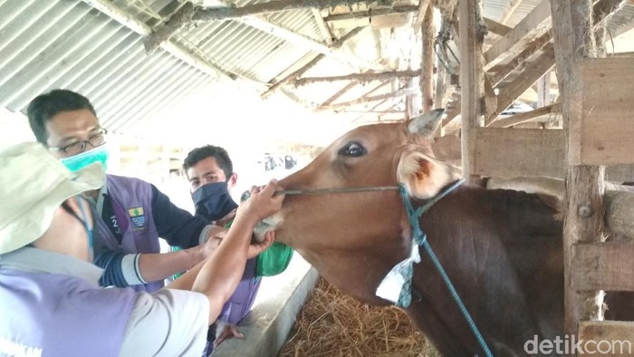 Petugas memeriksa kesehatan hewan kurban di Cirebon