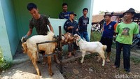 Menjelang hari raya Idul Adha, salon kambing ini laris manis. 