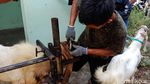 Unik, Ada Salon Khusus Kambing di Kudus