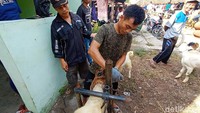 Kambing-kambing melakukan perawatan untuk dipercantik agar laku dibeli untuk kurban nanti.