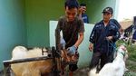 Unik, Ada Salon Khusus Kambing di Kudus