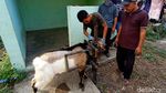 Unik, Ada Salon Khusus Kambing di Kudus