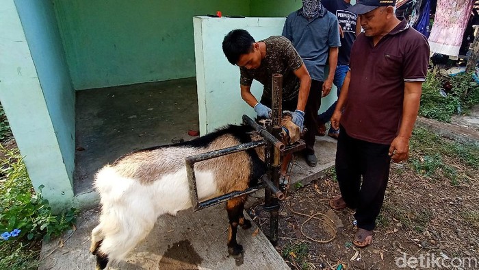 Salon Kambing di Kudus Di Kudus ada salon khusus untuk kambing. Kambing-kambing ini bisa mendapatkan perawatan tanduk hingga kuku.