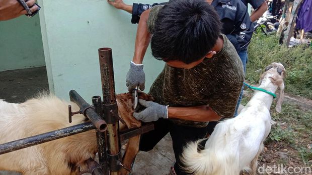 Salon kambing milik Udin di Kudus