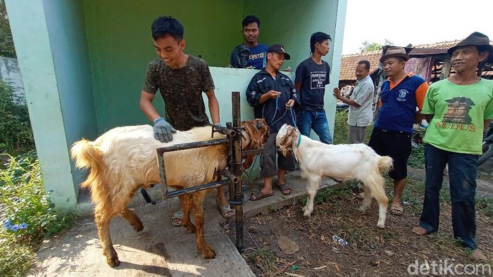 Salon kambing milik Udin di Kudus