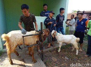 Biar Ganteng! Kambing di Kudus Bisa Perawatan Kuku dan Tanduk Ala Salon