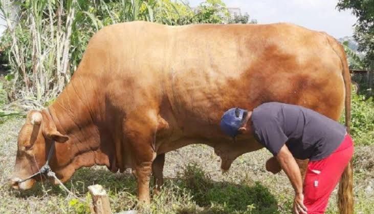 Mantap! Sapi Kurban Ini Bobotnya Lebih dari 1 Ton